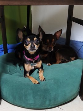 Two small black and tan Chihuahuas cuddled together in a green plush dog bed, one wearing a pink collar with a bone-shaped tag.
