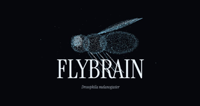 A logo featuring a stylized fly made of dots with the text 'FLYBRAIN' and 'Drosophila melanogaster' below it on a dark background.