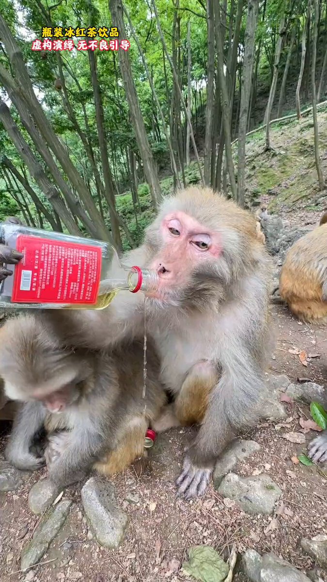 The image features a monkey sitting on some rocks, drinking from a bottle of wine. The bottle has red liquid inside, which appears to be wine. There are two other monkeys present in the scene - one behind the first monkey and another further away. They seem to be observing or interacting with each other as well.