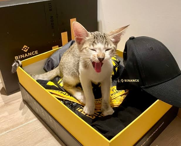 A small kitten sits inside a yellow Binance shipping box wearing a black Binance cap, with its tongue sticking out.