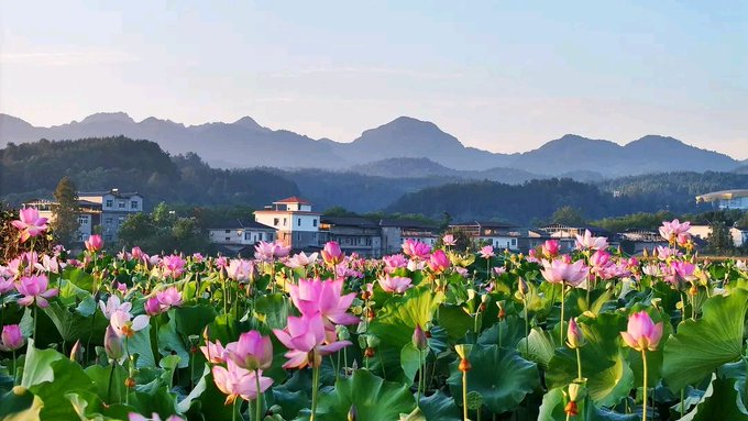 A vibrant field of pink lotus flowers stretches across the foreground with a small village and misty mountains in the background, capturing a serene morning scene that perfectly matches the uplifting "Good morning, have an amazing day" message of beginning the day with beauty and positivity.