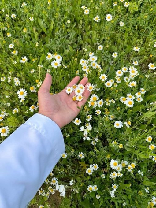 A hand gently cradles small white daisies amid a field of blooming chamomile-like flowers, evoking a fresh, optimistic morning that perfectly complements the "gm web3" greeting and cheerful Thursday wishes for a beautiful day.