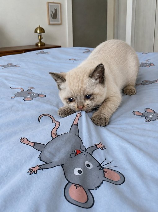 A light-colored Siamese kitten playfully crouched on a blue bedsheet featuring cartoon mouse prints.
