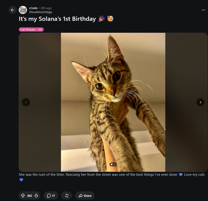 A Reddit post from r/cats by user ShowtimeOrtega celebrating their cat Solana's 1st birthday, featuring a selfie-style photo of a brown tabby cat.