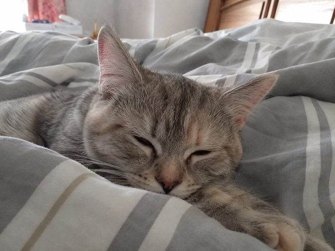 A close-up photograph of a tabby cat peacefully sleeping with its eyes closed on a bed covered with gray and white striped bedding.
