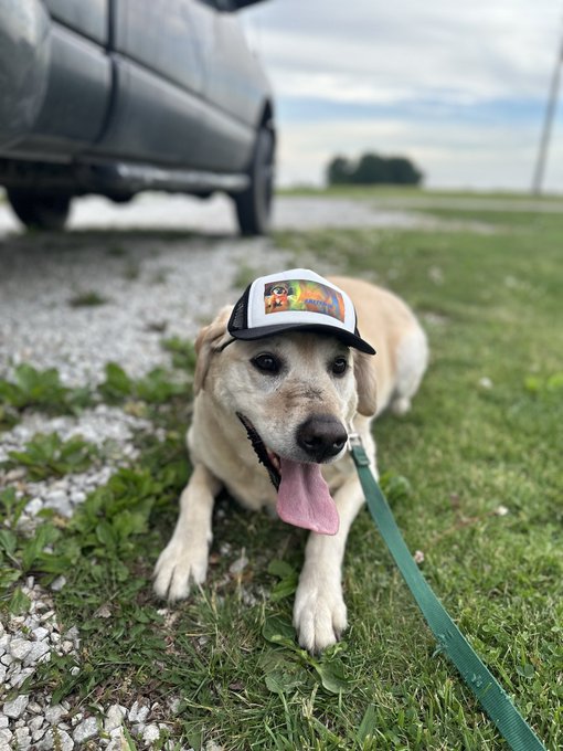 A golden Labrador lies on grass and gravel with its tongue out, wearing a baseball cap featuring cartoon characters, with a vehicle parked nearby.