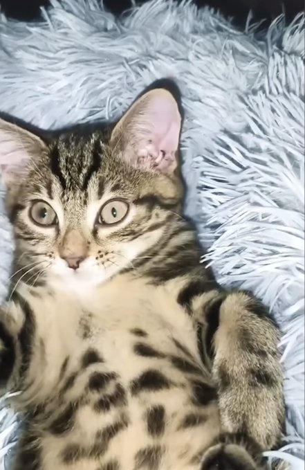 The image features a kitten with brown, black, and white spots lying down on a blue blanket or comforter. The kitten appears to be looking directly at the camera, giving off an impression of curiosity or playfulness. The background of the photo is dark, which contrasts nicely with the lighter colors of the kitten's fur and the blue blanket.