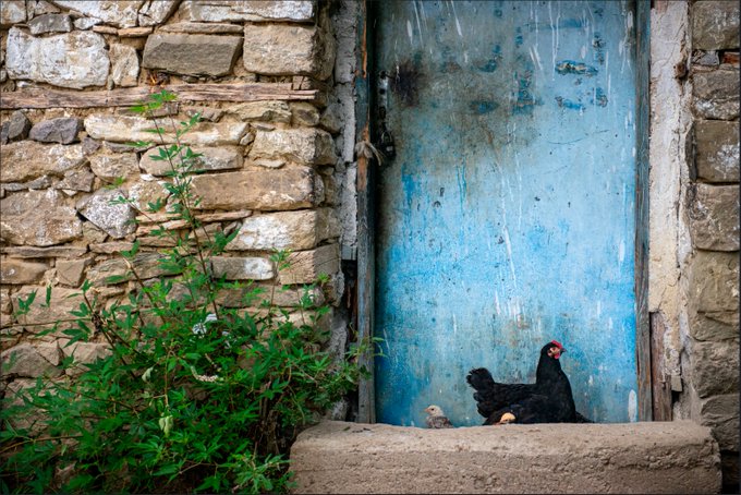 A rustic scene shows a weathered stone wall with a blue wooden door, where two chickens—one black with a red comb and one smaller light-colored one—stand on a stone step near green foliage.