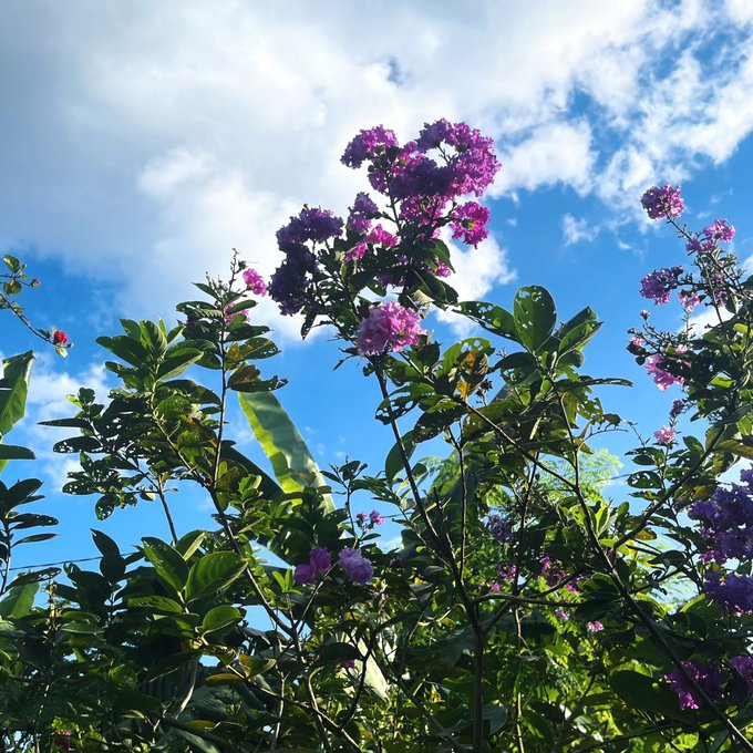An upward-facing photograph of a bush with green leaves and clusters of bright pink and purple flowers against a blue sky with white clouds.