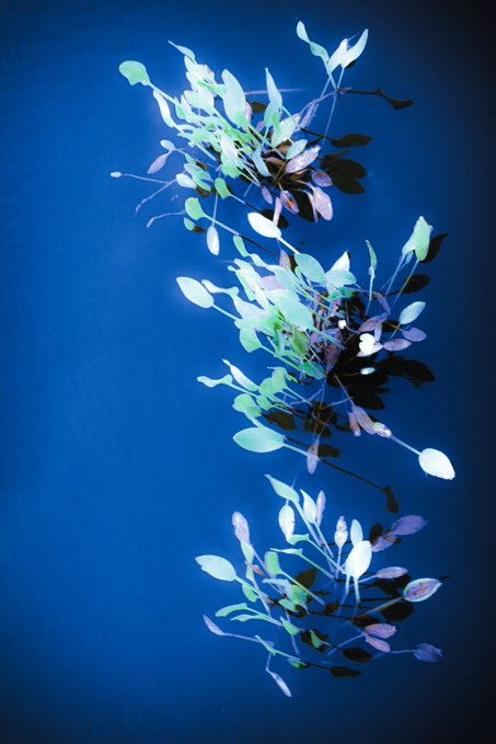 A digital artwork featuring three clusters of luminescent, pastel-colored leaves floating against a deep blue background, shared in celebration of the artist's secondary sale and to thank the collector and supporter for believing in the piece.