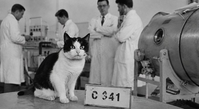A black-and-white historical photograph of a black and white cat labeled with a sign reading 'C 341' in a laboratory setting, with scientists in white coats working in the background.