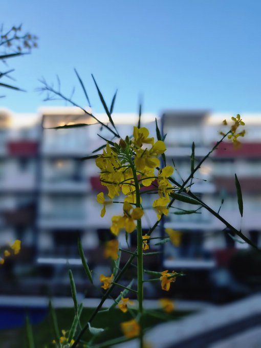 Close-up of yellow flowers on a plant with a blurred apartment building in the background under a clear blue sky.