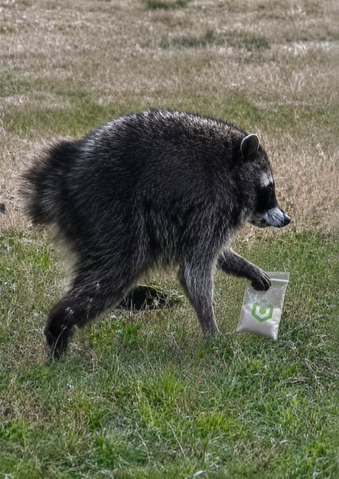 A raccoon forages in a grassy field, pawing at a small bag marked with a green logo while seemingly scavenging for food. The image playfully illustrates the post's "bagworking" crypto hustle by depicting an animal literally working a bag.