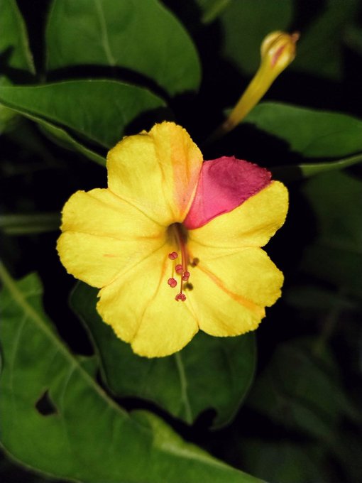 The image features a close-up view of a yellow flower with red spots, surrounded by green leaves. The flower appears to be in full bloom, showcasing its vibrant colors against the dark background. The photo has been edited to emphasize the flower's details while maintaining the overall composition and balance within the frame.