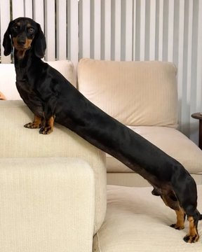 A long-bodied black and tan dachshund stretches across the arm of a beige couch in a uniquely contorted pose.