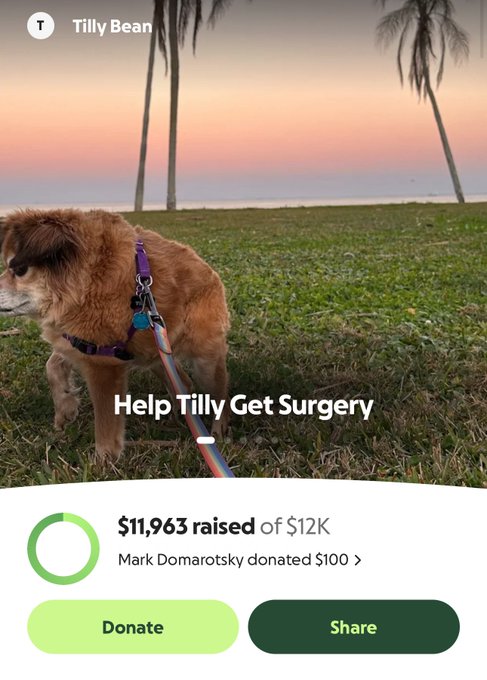 A GoFundMe-style fundraising page titled 'Help Tilly Get Surgery' for a small brown dog named Tilly Bean, showing $11,963 raised of $12K goal.