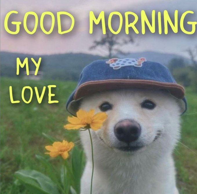 A sweet morning greeting showing a white dog wearing a denim cap and holding an orange flower, with yellow text reading "GOOD MORNING MY LOVE".