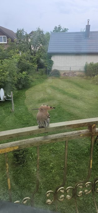 A hoopoe bird with distinctive striped wings and a crest perches on a weathered balcony railing, looking out over a grassy backyard toward a house.