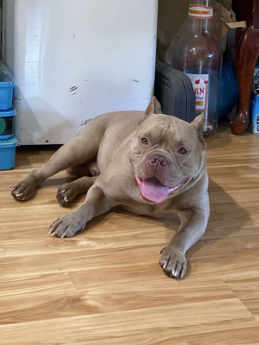 A muscular, light-colored American Bully breed dog lies happily on a wooden floor with its tongue out, positioned near a white appliance and a large bottle labeled 'HORN' Añejo Tequila.