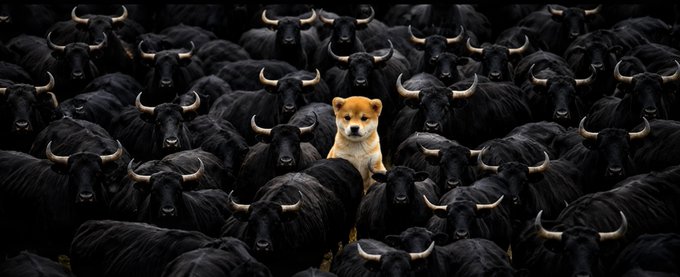 An AI-generated image showing a small Shiba Inu dog standing out among a large herd of black bulls.