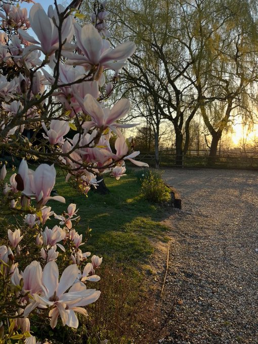 Pink magnolia blossoms in full bloom frame a sunlit gravel driveway at golden hour, with willow trees glowing in the background as evening light filters through the scene. The peaceful spring setting evokes a quiet, memorable moment in nature, fitting the reflective tone of a fresh start in July.