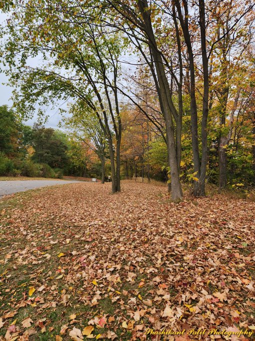 An autumn landscape photograph showing a path covered in fallen orange and brown leaves, lined with trees displaying fall foliage, with 'Mushkoot Butt Photography' watermarked in the corner.