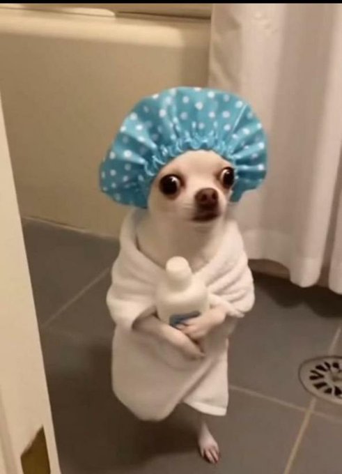 A small dog wearing a blue polka-dot shower cap and wrapped in a white towel, standing in a bathroom holding a bottle of lotion.