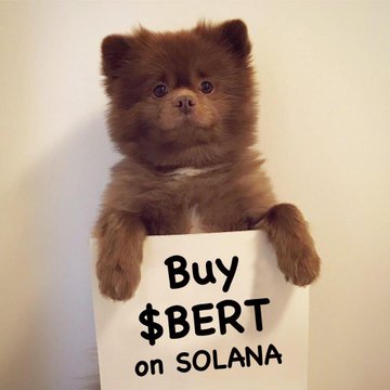 An image of a small brown fluffy dog holding a sign that reads 'Buy $BERT on SOLANA'.