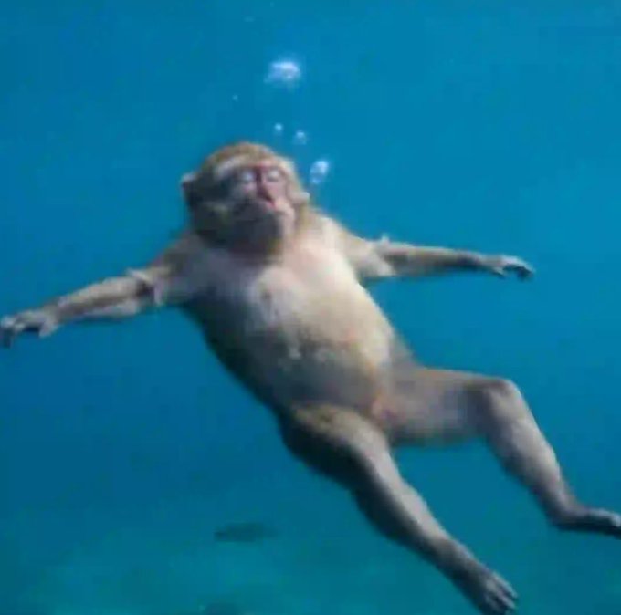 A monkey underwater floating on its back, with bubbles rising from its nose, mirroring the poster's shocked and disoriented reaction to missing just one day online.