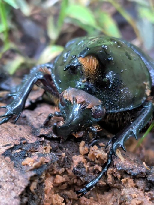 The image features a close-up of an insect, specifically a beetle or ladybug, resting comfortably on a rock. It appears to be a brown color with some dark spots on its back. The background of the image consists of grass and dirt, which provides a natural setting for the insect's resting place.