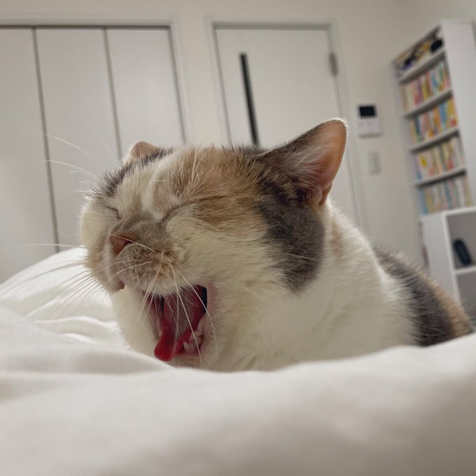 A close-up of a grey and white cat yawning widely, eyes squeezed shut, resting on a white bedspread in a bedroom with a bookshelf and closet visible in the background.