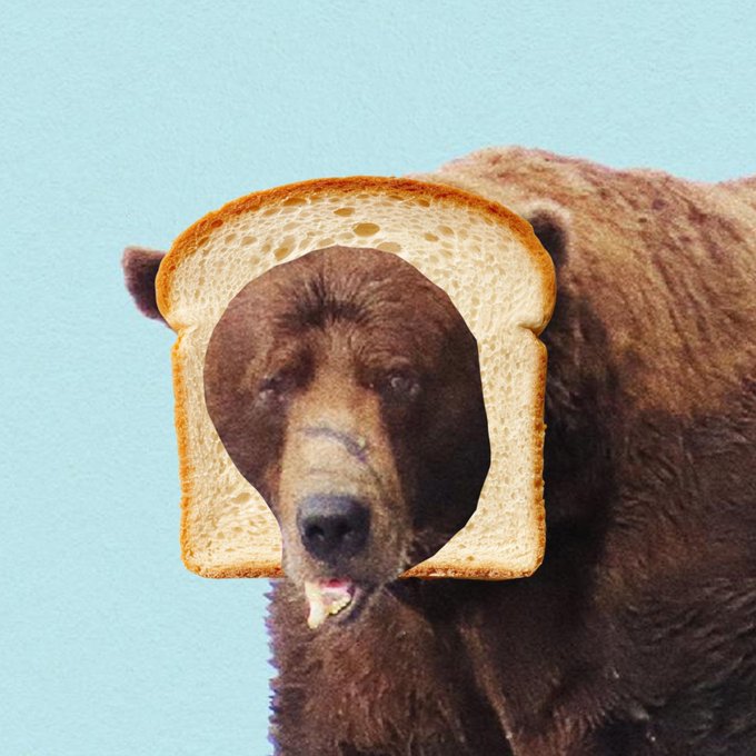 A surreal collage image features a brown bear's head framed within the shape of a slice of white bread against a light blue background.