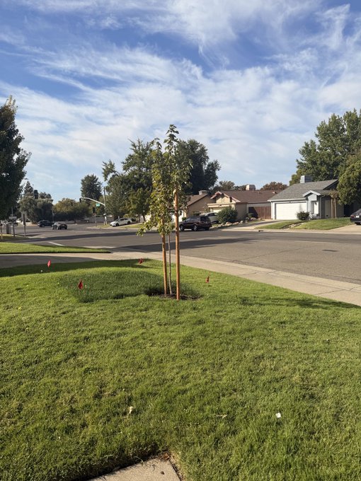A young sapling, staked for support, stands in a freshly mulched patch on a grassy corner of a quiet suburban Connecticut neighborhood under a bright blue sky streaked with wispy clouds, capturing a peaceful "Good morning CT" moment of new growth in a residential streetscape.