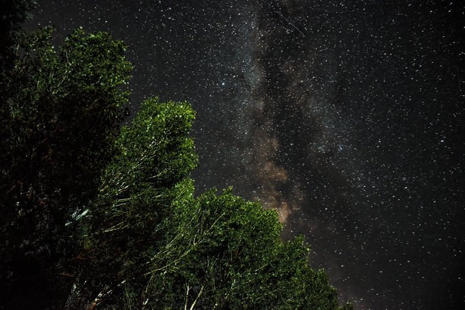 A breathtaking night sky filled with countless points of light and the Milky Way galaxy, viewed above the dark silhouette of trees.