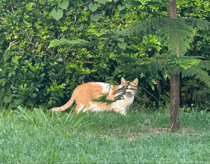 An orange and white cat stands alert in tall green grass next to a pine tree, surrounded by dense green foliage.