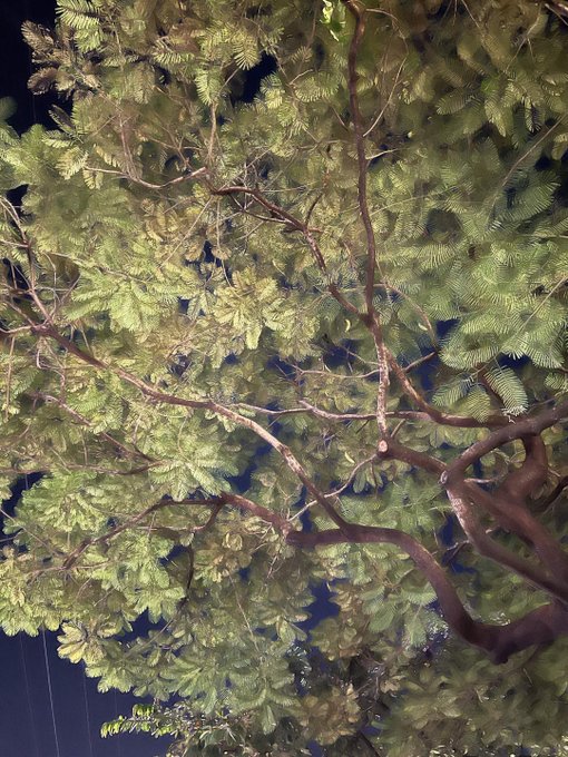 A nighttime photograph looking up at the branches and foliage of a tree against a dark sky.