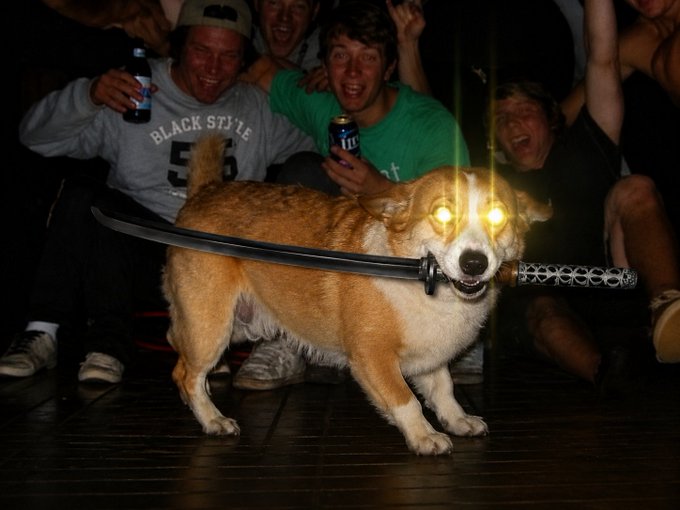 A humorous edited image of a corgi with glowing yellow eyes holding a katana in its mouth, standing in front of cheering people at a party.