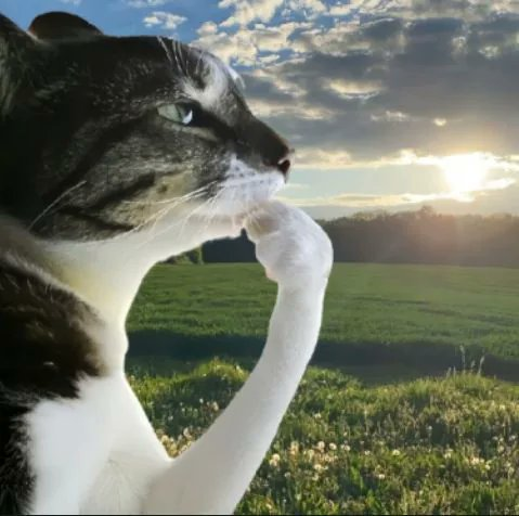 A close-up profile of a black and white cat with a paw raised to its face, set against a scenic backdrop of a green field at sunset.