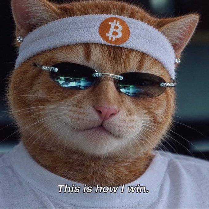 Meme image of an orange cat wearing a Bitcoin headband and small reflective sunglasses with the caption 'This is how I win.'