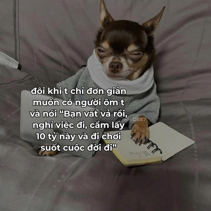 A meme featuring a chihuahua dog wearing a gray hoodie and a neck brace, sitting on a bed with a notebook, accompanied by Vietnamese text about wanting to be told to quit your job and enjoy life with 10 billion.