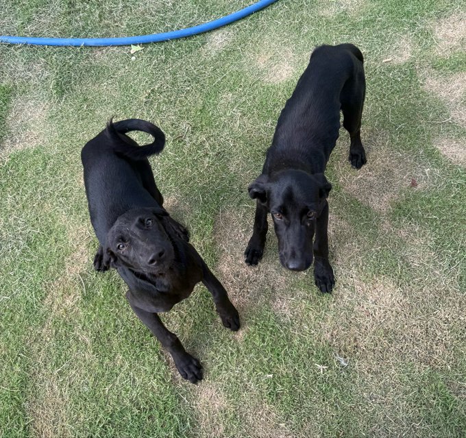 Two black dogs, appearing to be Labrador retrievers, stand on green grass looking up at the camera, with a blue garden hose visible in the background.