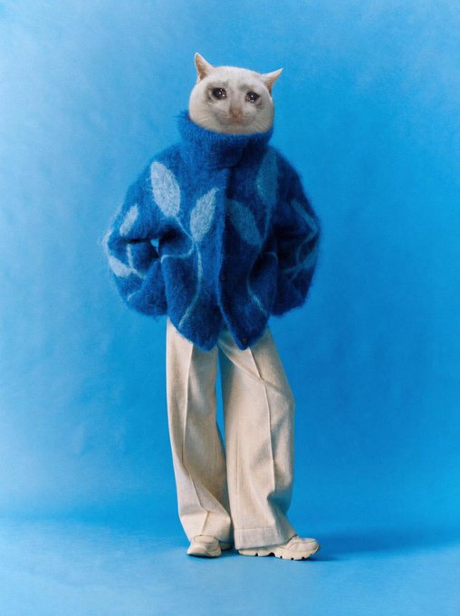 A white cat stands upright on its hind legs wearing a cozy blue patterned sweater and beige pants against a matching blue backdrop. The image creatively visualizes the "cash cat" referenced in the post, presenting the cat fully dressed in human attire as a quirky, anthropomorphized character.