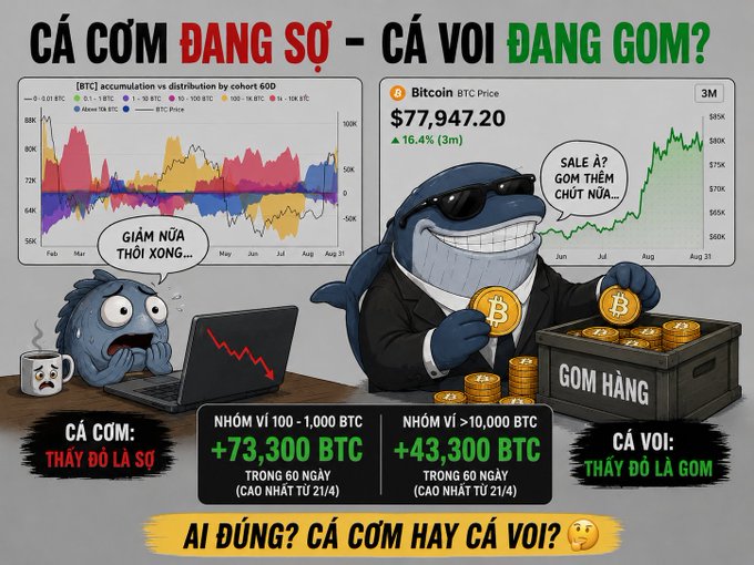 A Vietnamese meme-style infographic titled "CÁ CƠM ĐÁNG SỢ - CÁ VOI ĐANG GOM?" comparing Bitcoin accumulation versus distribution, showing BTC price at $77,947.20 (+16.4%) and highlighting groups holding 100-1,000 BTC (+73,300 BTC) and >10,000 BTC (+43,300 BTC).