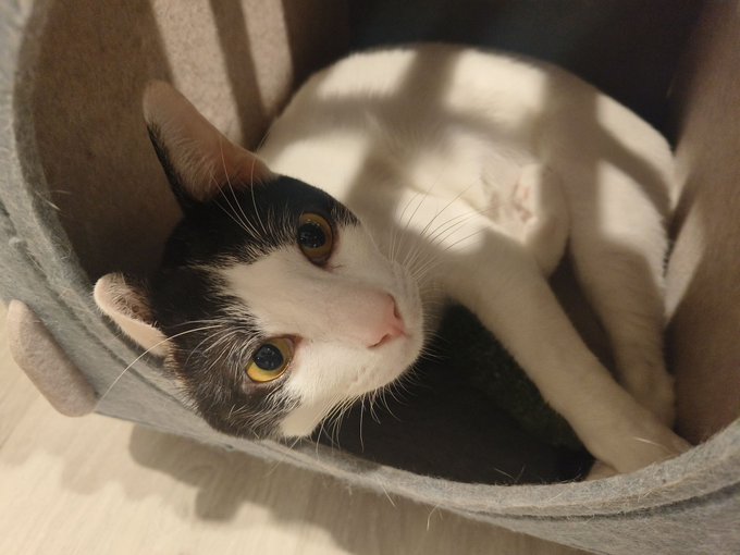 A black and white cat with yellow irises lies on its back inside a gray felt cat bed, gazing up at the camera with its head tilted to the side in warm, sunlit conditions.