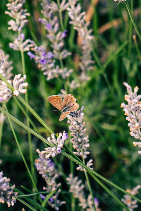A close-up photograph of a small brown butterfly resting on a sprig of lavender with purple flowers in a sunlit garden.