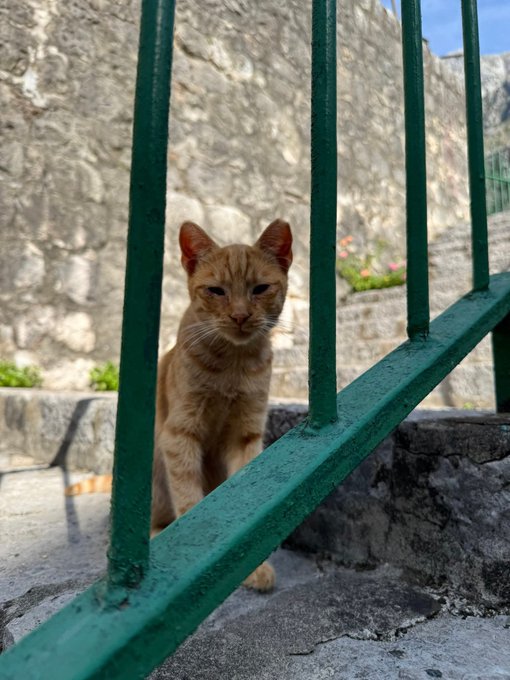 An orange tabby kitten peers through the bars of a green metal fence on a sunny day, with a stone wall in the background.