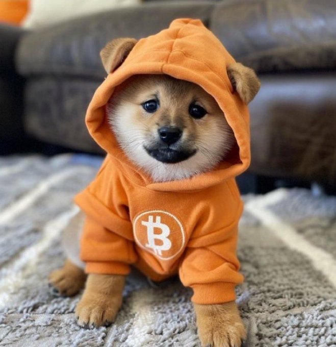 An adorable Shiba Inu puppy wearing an orange Bitcoin hoodie with the ₿ logo, sitting on a rug in front of a couch.