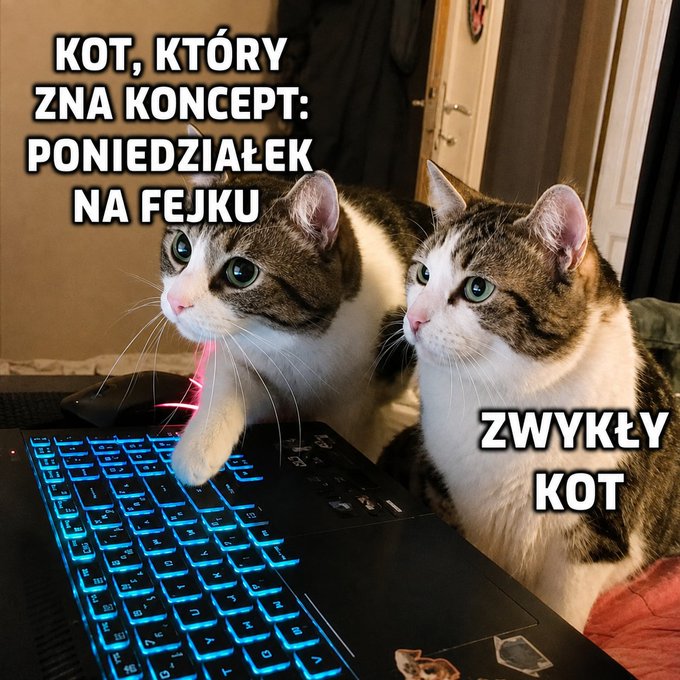 A meme showing two cats sitting at a backlit keyboard, with Polish text labeling one as "KOT, KTÓRY ZNA KONCEPT: PONIEDZIAŁEK NA FEJKU" (a cat who knows the concept: fake Monday) and the other as "ZWYKŁY KOT" (regular cat). The image humorously contrasts a savvy trader who recognizes a false market rally with an ordinary observer, fitting the post's greeting to fellow crypto and day traders about a misleading Monday in the markets.