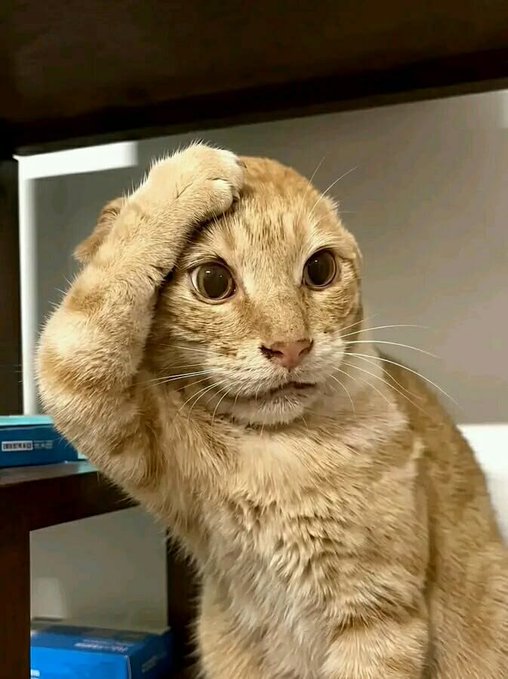 A close-up photograph of an adorable orange tabby kitten sitting under a wooden surface, with its right paw raised and placed against its forehead in a human-like gesture of confusion or saluting.