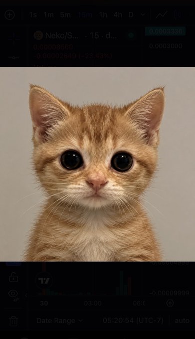 A close-up photograph of an orange tabby kitten with large eyes looking directly at the camera, displayed within a trading app interface showing 'Neko/S...' ticker data, a -23.83% change, and a chart at the bottom.